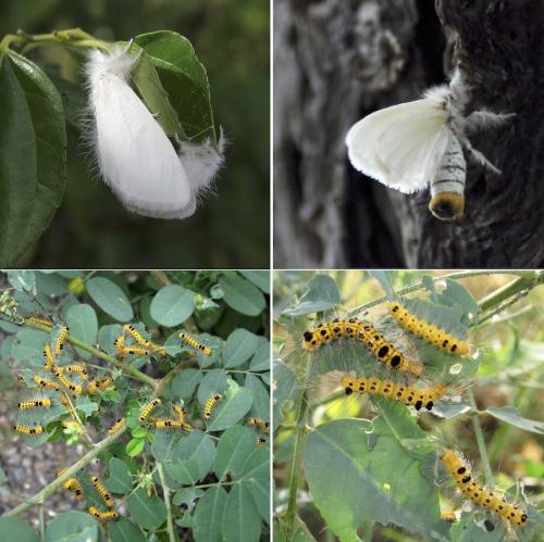 Lymantriinae